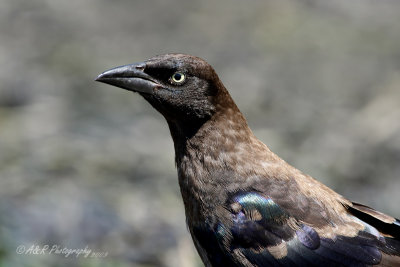 Common Grackle 4 pb.jpg