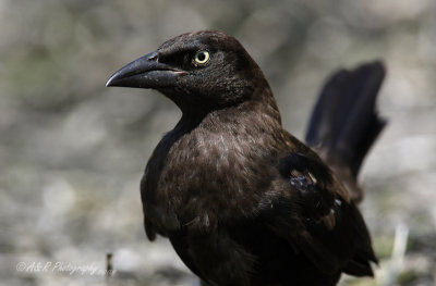 Common Grackle 3 pb.jpg