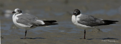 Laughing Gulls pb.jpg