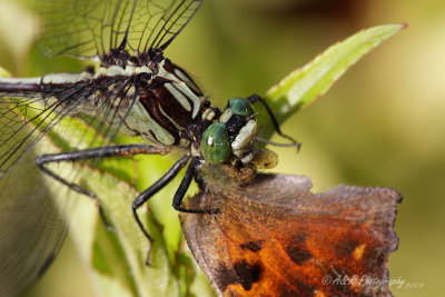 Dragonfly with moth 3 pb.jpg