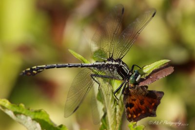 Dragonfly with a moth 2 pb.jpg