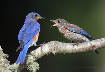 Bluebird and fledgling pb.jpg