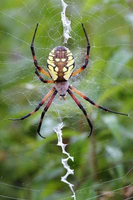 Orb-weaver.jpg