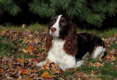 Abbey with autumn leaves.jpg