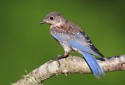 Bluebird fledgling pb.jpg