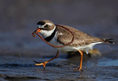 Semipalmated Plover pb.jpg