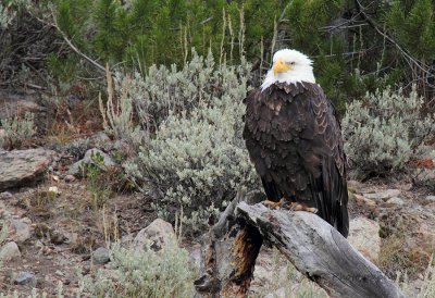 Bald Eagle @ 1600mm