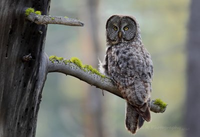 Great Grey Owl pb.jpg