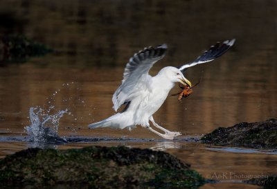 Great Black-backed gull with a crab pb.jpg