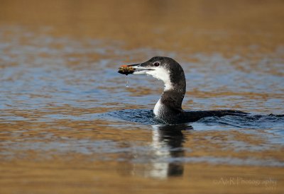 Common Loon with a crab pb.jpg