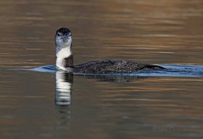 Common Loon pb.jpg