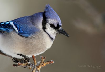 Bluejay up close pb.jpg