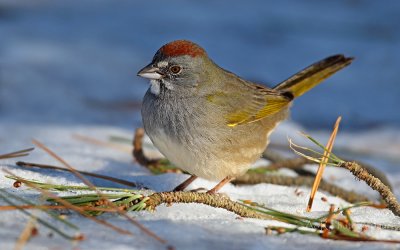 Green-Tailed Towhee pb.jpg