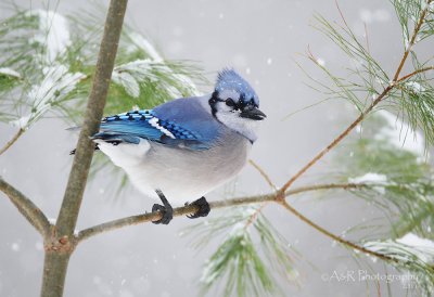 Bluejay in the snow pb.jpg