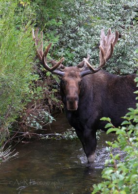 Bull Moose pb.jpg