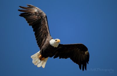 Bald Eagle 3 pb.jpg