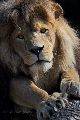 Lion 2 pb.jpg