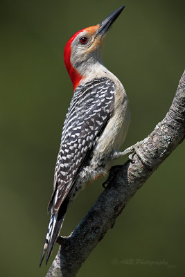 Red Bellied Woodpecker pb.jpg