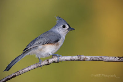 Tufted Titmouse pb.jpg
