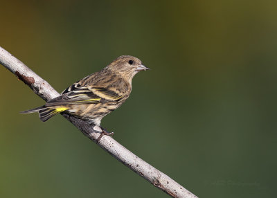Pine Siskin pb.jpg