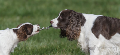 Tug of War pb.jpg