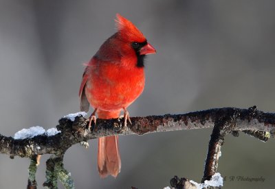 Northern Cardinal 2 pb.jpg