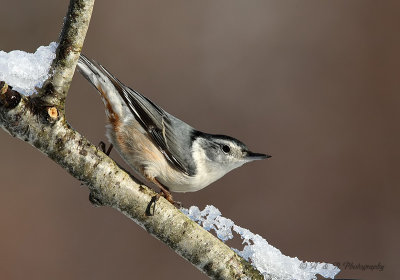 white breasted nuthatch.jpg