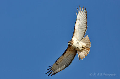 Red Tail Hawk.jpg