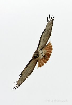 Red tail Hawk2 pb.jpg