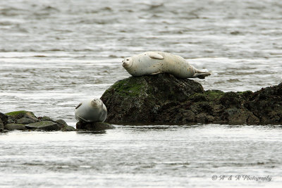 Harbor seals pb.jpg