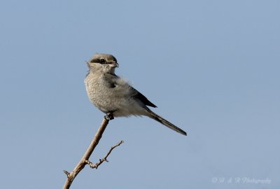 Northern Shrike pb.jpg