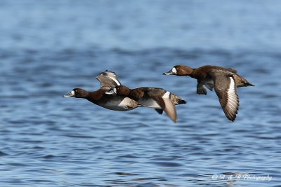 Female Greater Scaups 2 pb.jpg