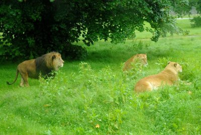 Blair Drummond Wildlife & Safari Park DSC_2110a.jpg