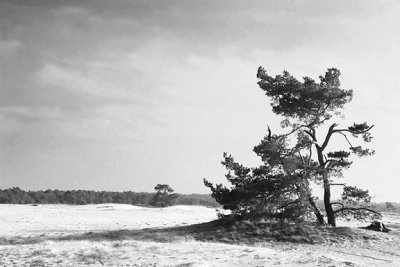 Man-made desert in Hogue Veluwe