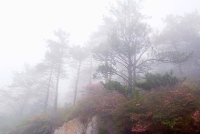 Du Juan flowers on Hehuan mountain