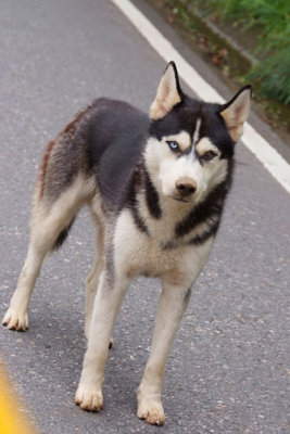 A dog with yin yang eyes