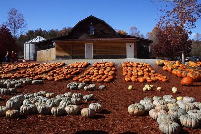 PUMPKIN AND FARMS