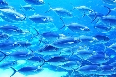 :: School of Fish ::