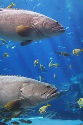 :: Wrasse & Grouper ::