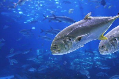 :: School of Fish ::