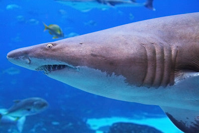 :: Sharks ::
