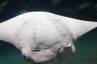:: Ray ::