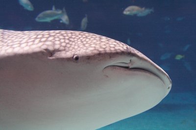 :: Sharks ::