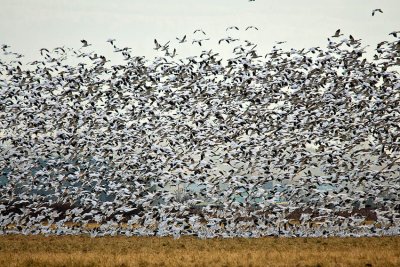 _DSC2660-2-10.jpg