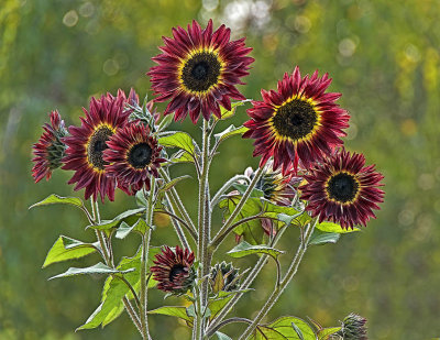 _DSC5067-2-12.jpg