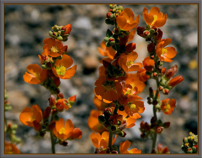 Desert Orange-9746-08-2.jpg