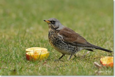 kramsvogel_DSC_6972.JPG