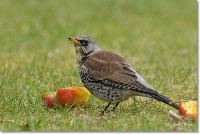 kramsvogel_DSC_7007.JPG