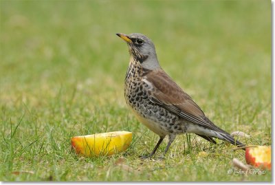 kramsvogel_DSC_7019.JPG