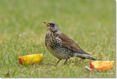 kramsvogel_DSC_7024.JPG